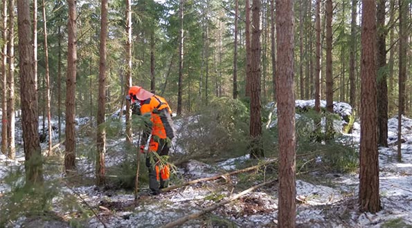 Manuell gallring med processor
